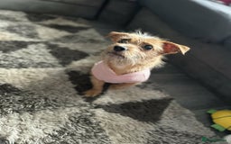 Mixed Breed dogs for sale: Small Jack russel cross  - Image 2