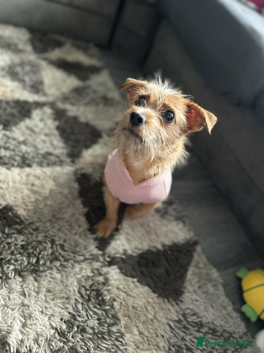 Mixed Breed dogs for sale: Small Jack russel cross  - Image 2