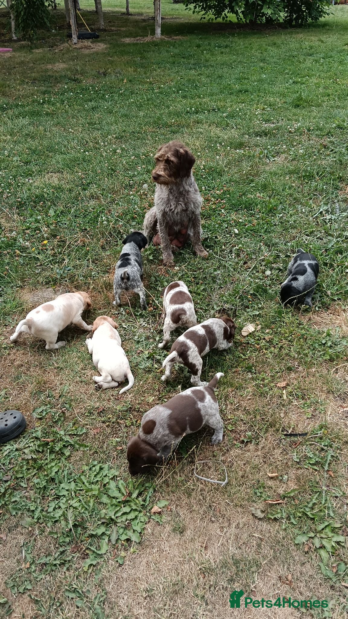 Mixed Breed dogs Pointer x Brittany  - Advert 2