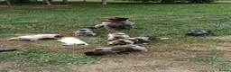 Mixed Breed dogs for sale: Pointer x Brittany  - Advert 2
