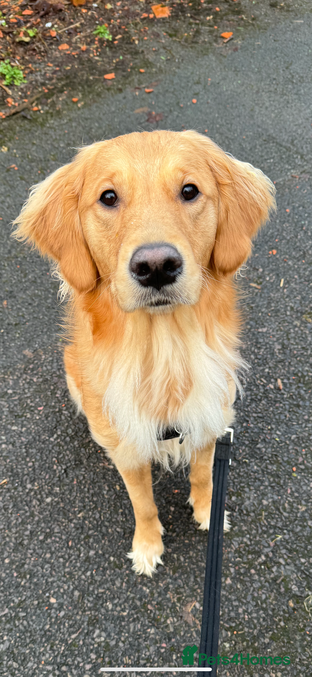 Golden Retriever dogs for sale: Perfect Golden Retriever Puppies - Advert 7