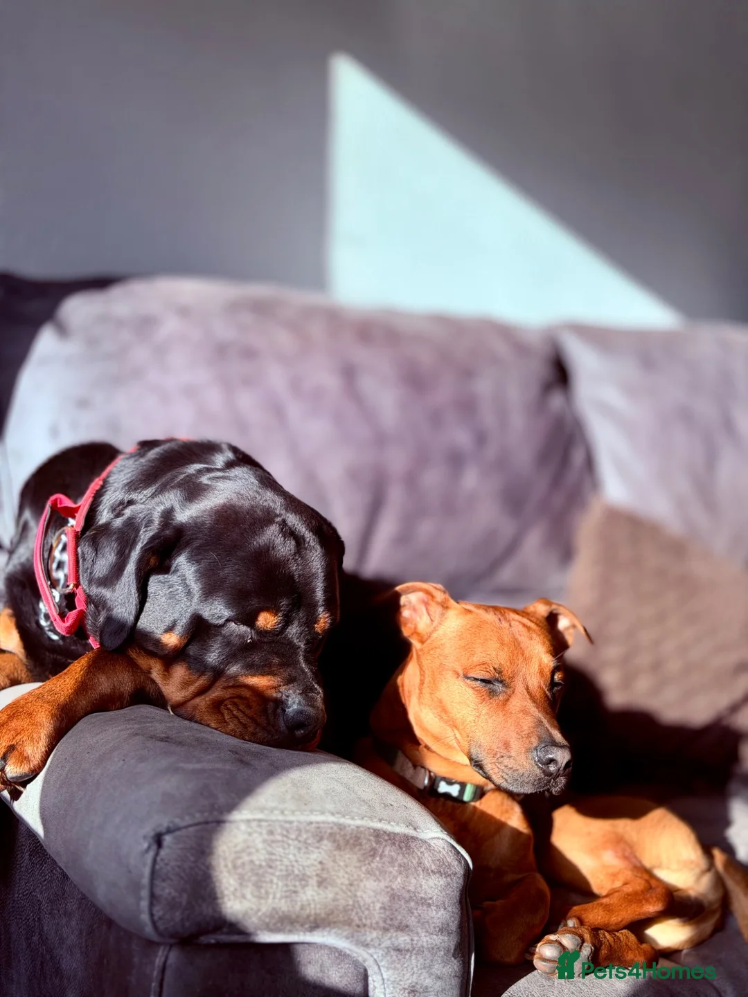 Mixed Breed dogs for sale: Beautiful Rottweiler cross staffy puppies for sale in Huddersfield - Advert 2
