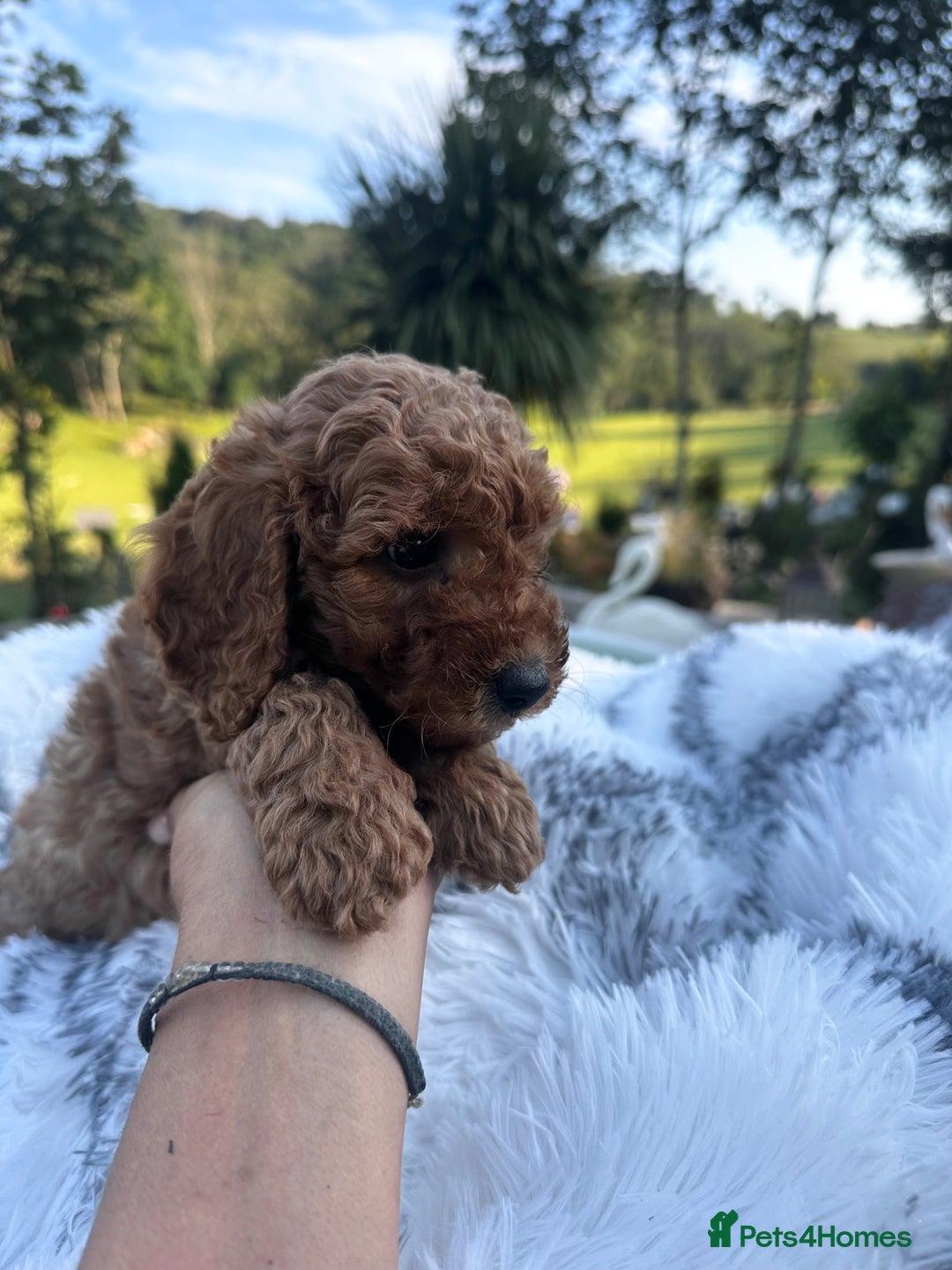 Cockapoo dogs for sale: Lovely litter cockapoo  - Image 18