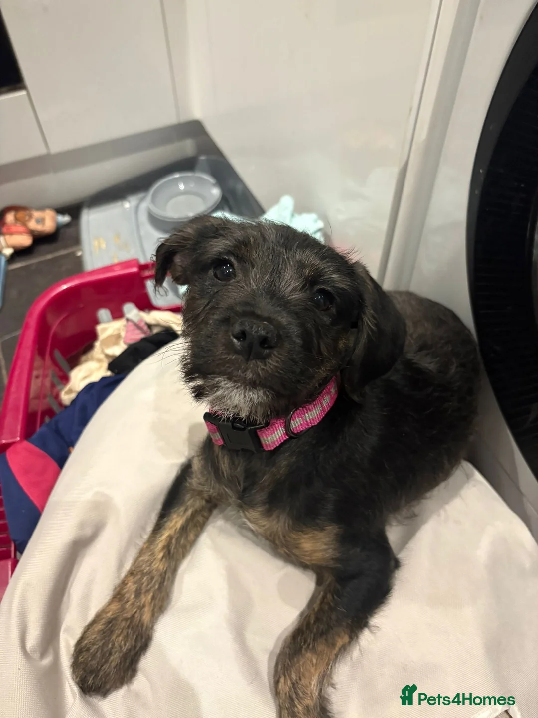 Mixed Breed dogs for sale: Mabel 6 months old  - Advert 2