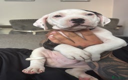 Mixed Breed dogs for sale: American bully cross staff puppy  - Image 1