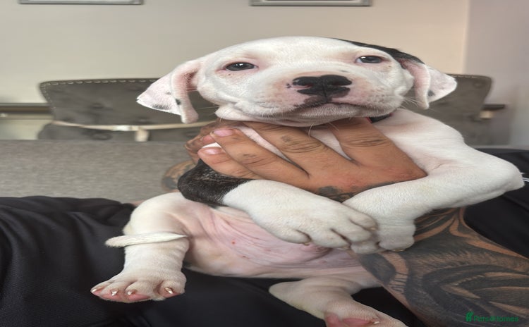 Mixed Breed dogs - Advert 1