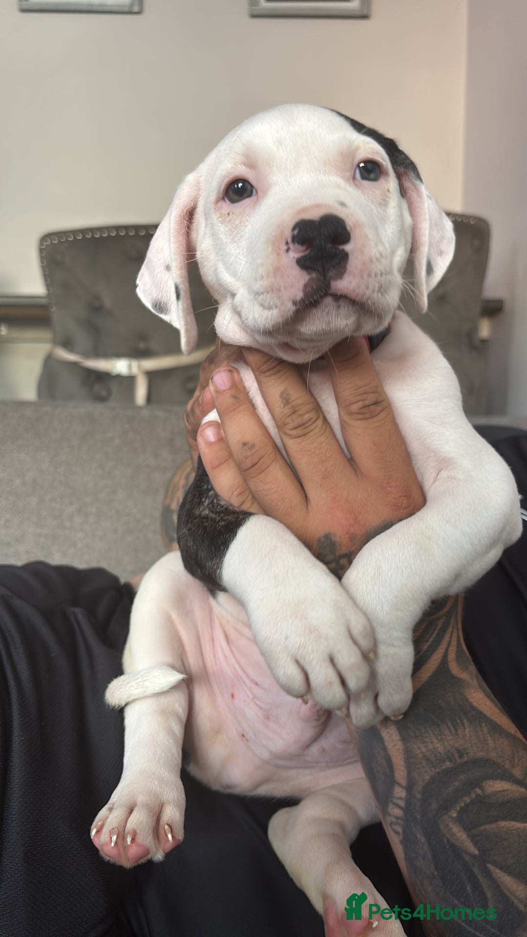 Mixed Breed dogs for sale: American bully cross staff puppy  - Image 1