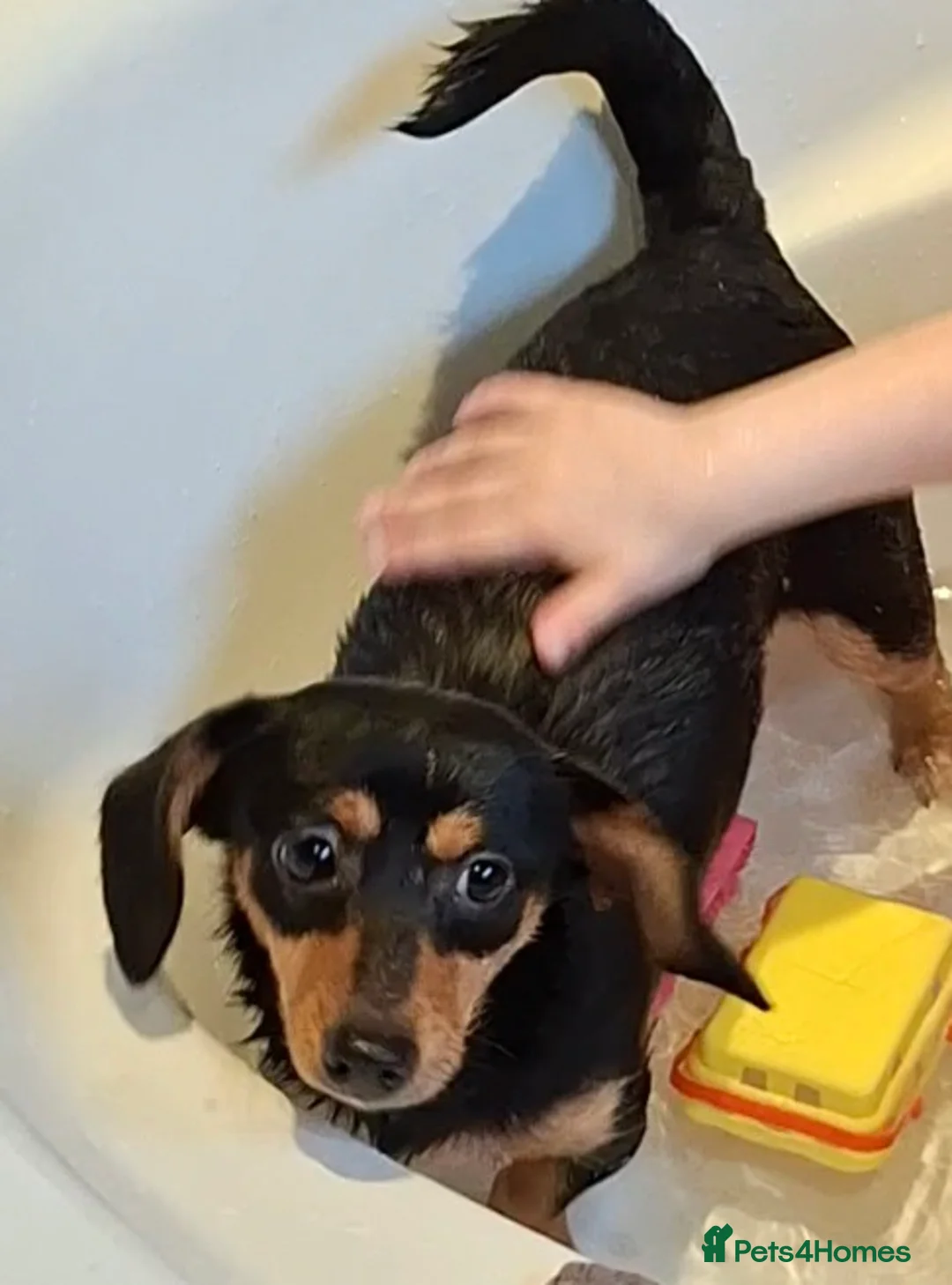 Mixed Breed dogs for sale: Dorkies  - Advert 6