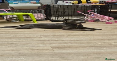 Staffordshire Bull Terrier dogs - Advert 7