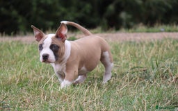 American Bully dogs for sale: American Bully pocket  - Image 3