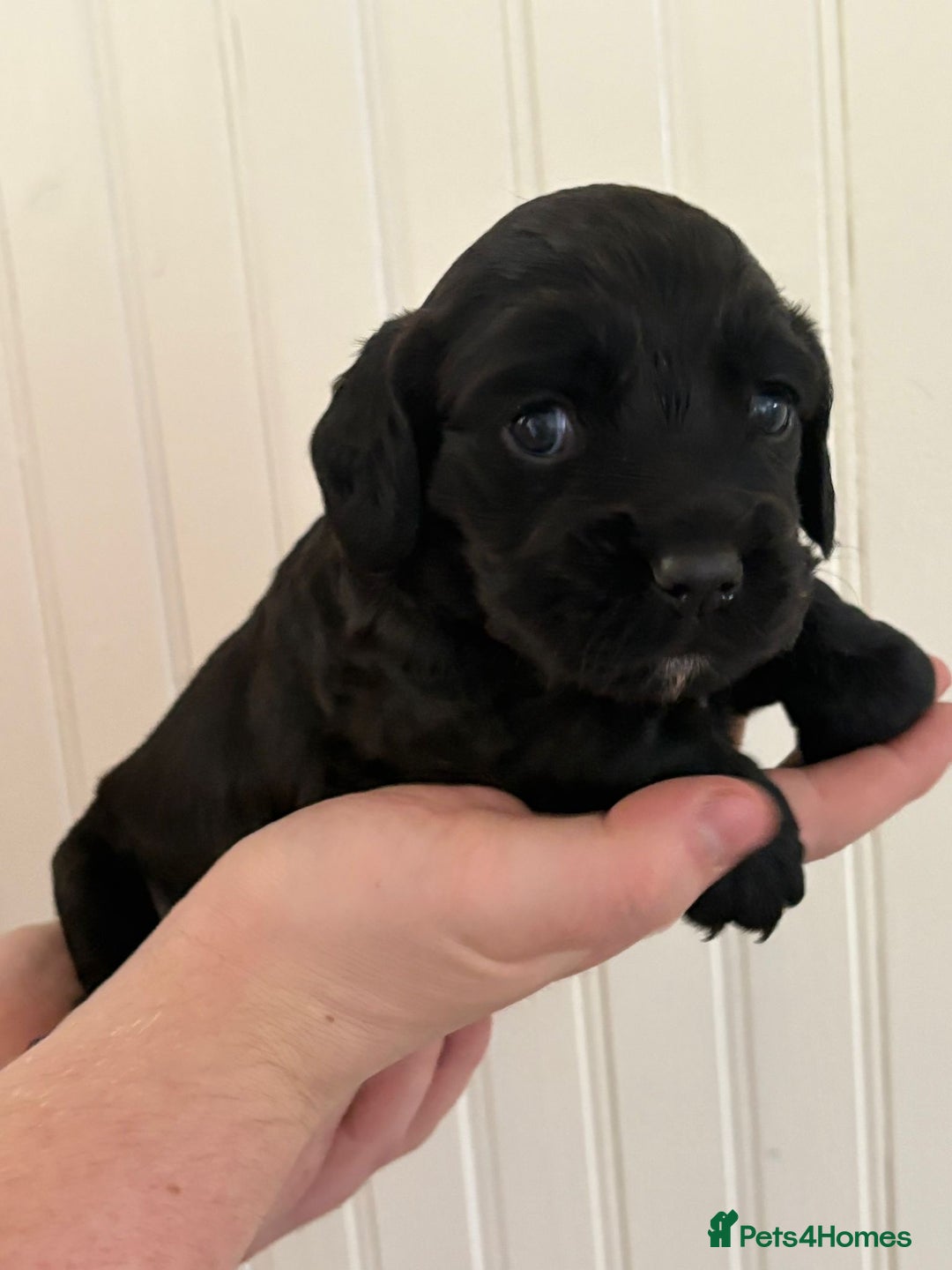 Cocker Spaniel dogs for sale: KC Working cocker spaniel puppies  - Image 1