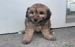 Cavapoochon dogs for sale: Beautiful Cavapoochon puppies for sale  - Image 3