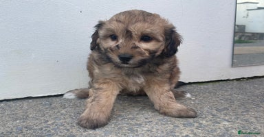 Cavapoochon dogs - Advert 13