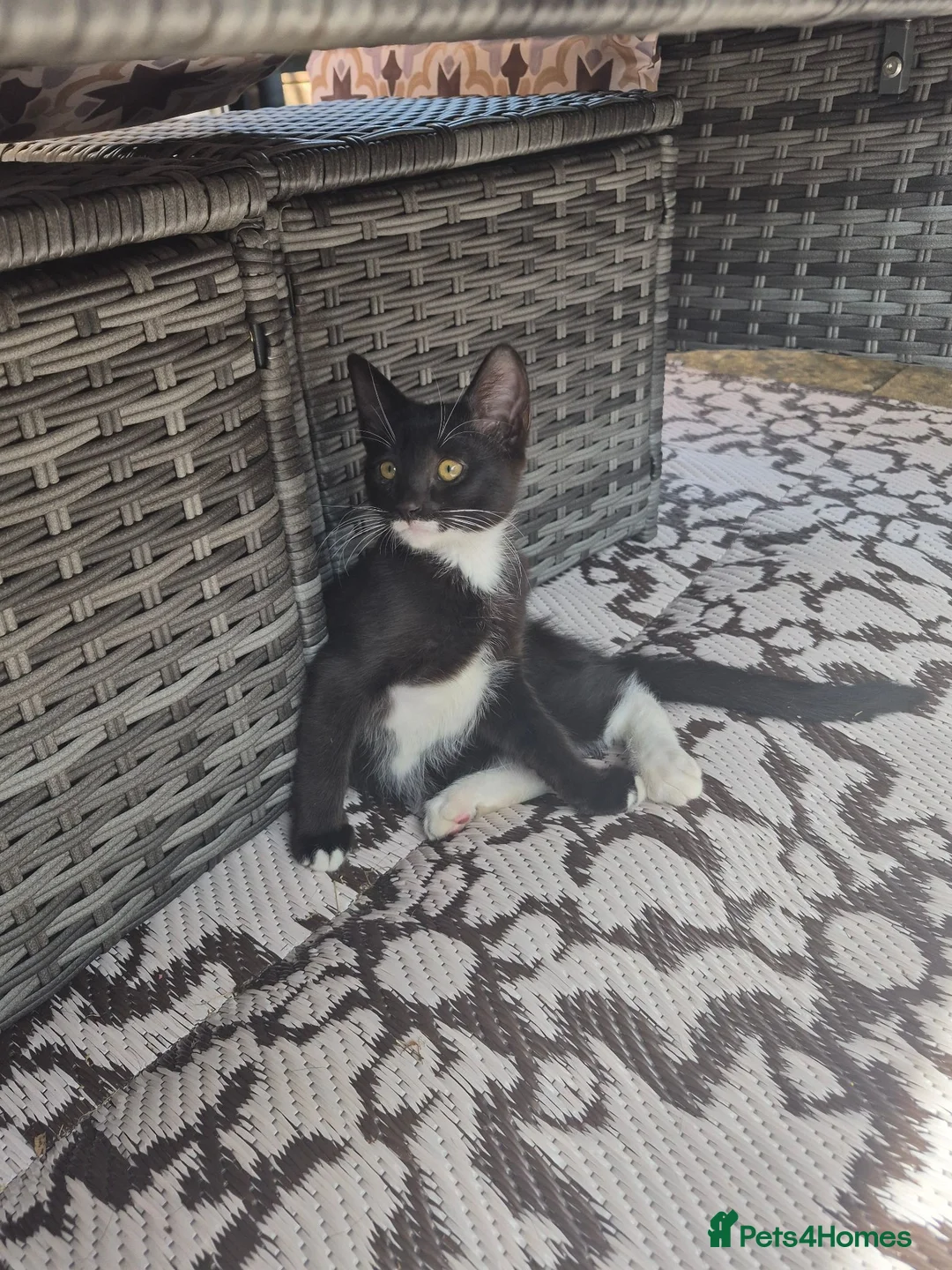Mixed Breed cats for sale: 2 x Female kittens (ideally to go togther)  - Advert 1