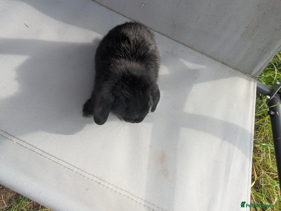 Mini Lop rabbits for sale: Beautiful mini lop bunnies 🐇🐰 - Image 20