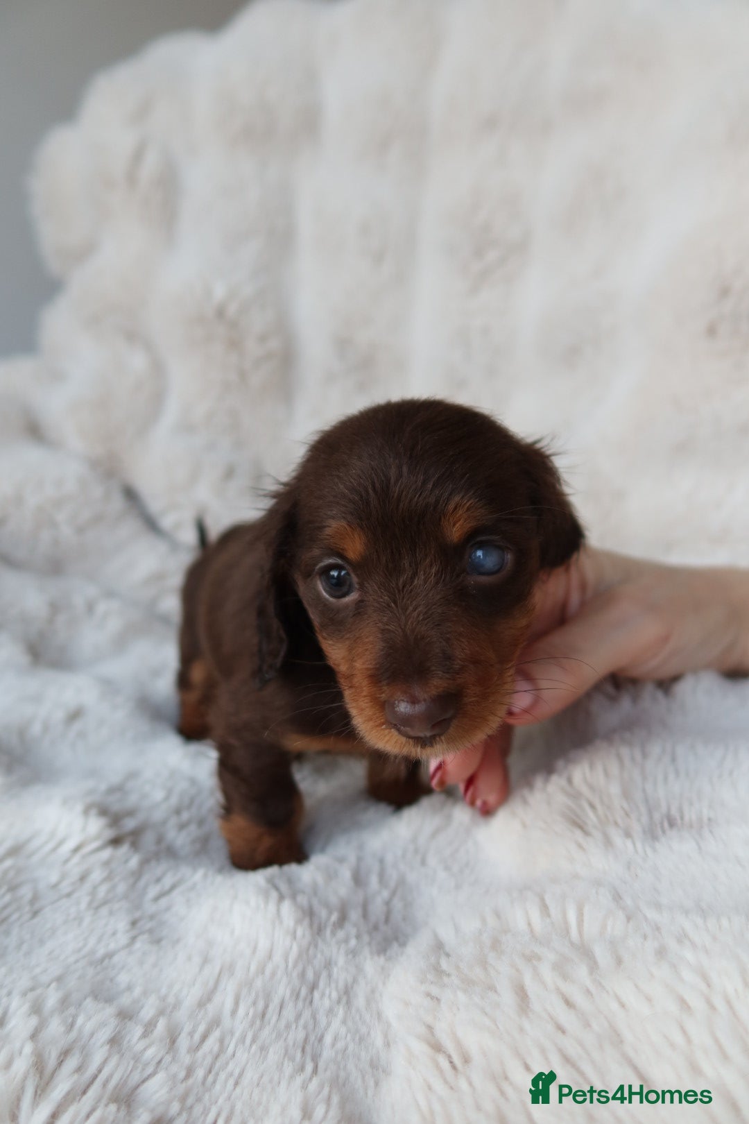 Miniature Dachshund dogs for sale: 4 male long hair miniature daschunds for sale - Advert 13