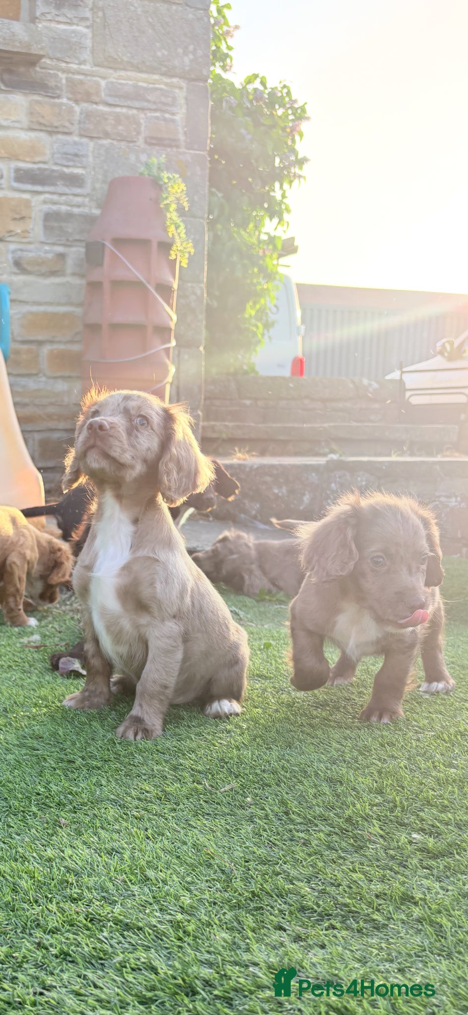 Cocker Spaniel dogs 🐶 COCKER SPANIEL PUPPIES 🐶  - Advert 2
