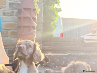 Cocker Spaniel dogs 🐶 COCKER SPANIEL PUPPIES 🐶 - Advert 2