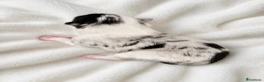 Shetland Sheepdog Puppy 2
