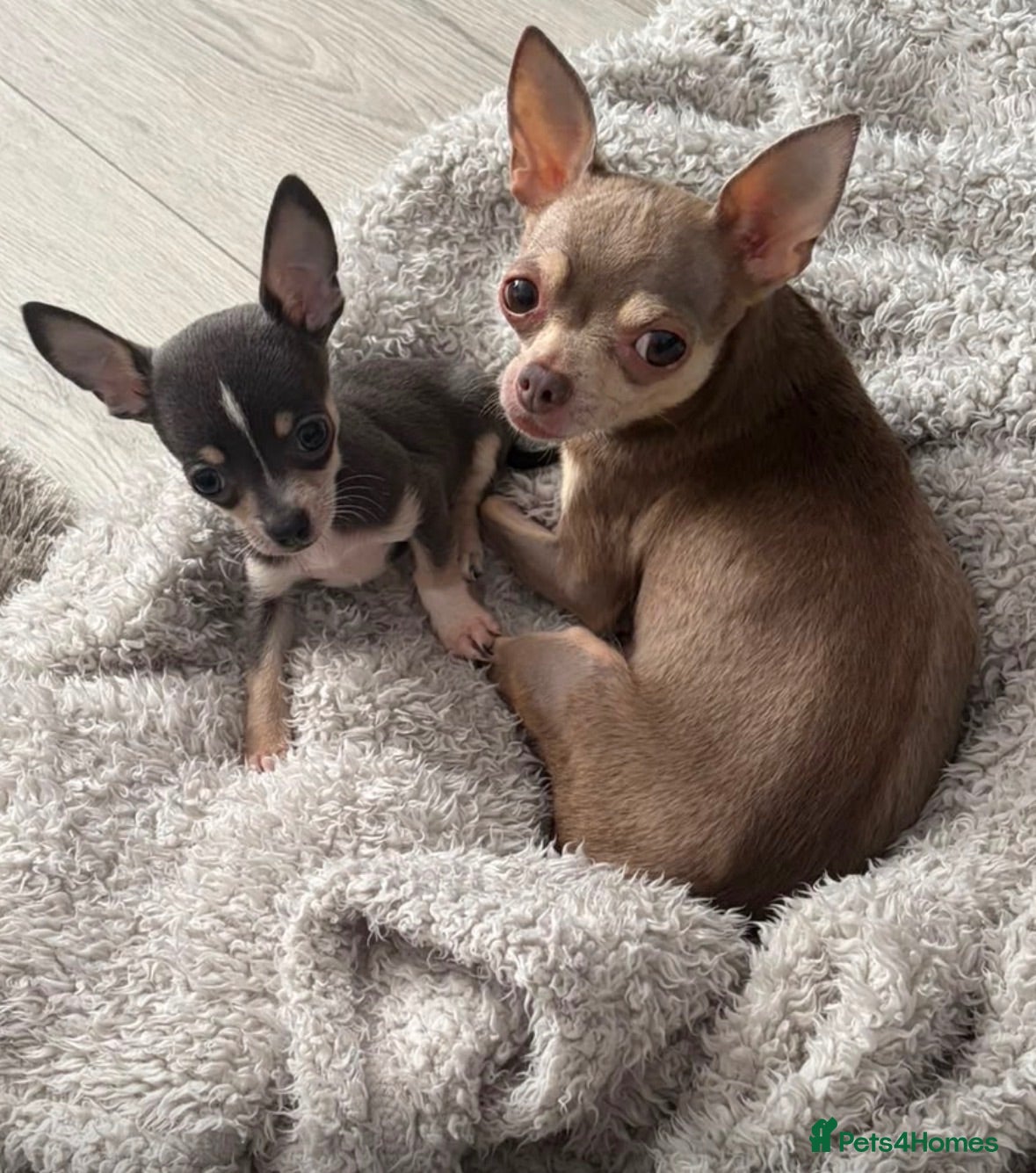 Chihuahua dogs Chihuahua boy puppy for sale - Advert 1