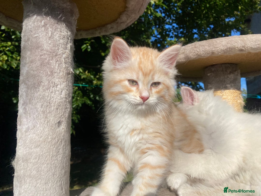 Siberian cats for sale: x5 Adorable Pure Siberian Kittens to re-home😻 - Image 20