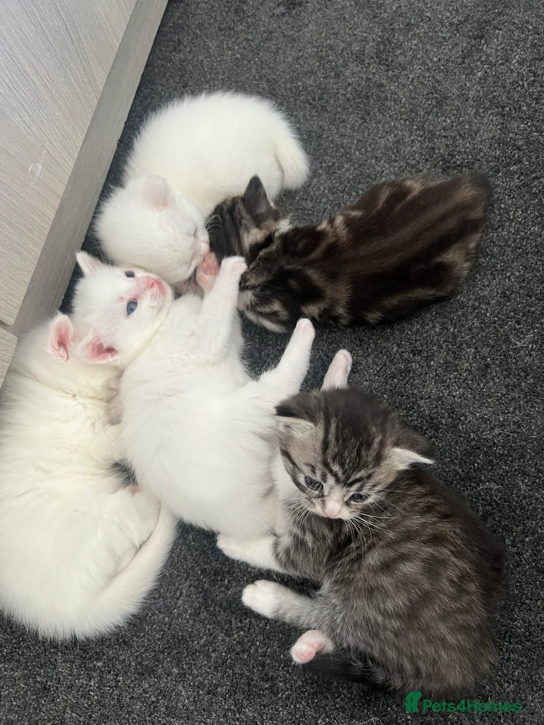 Persian cats for sale: Persian white cat with 5 kittens  in Bristol - Advert 2