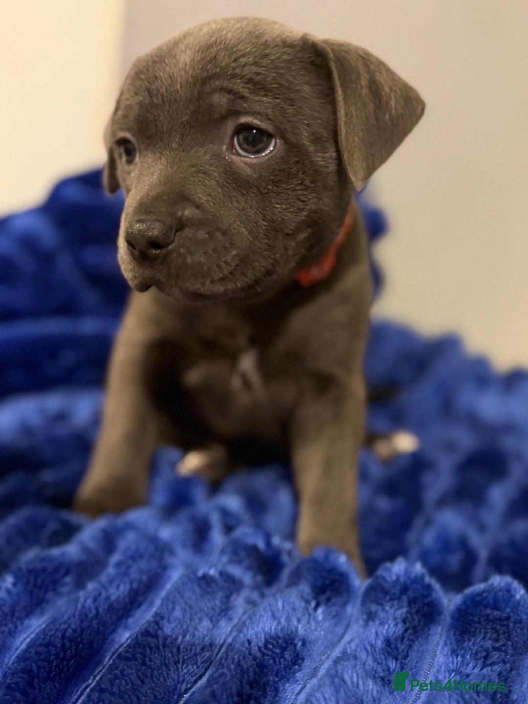 Staffordshire Bull Terrier dogs for sale: KC Registered Exceptional Blue Staffies - Advert 1