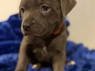 Staffordshire Bull Terrier dogs KC Registered Exceptional Blue Staffies - Advert 15