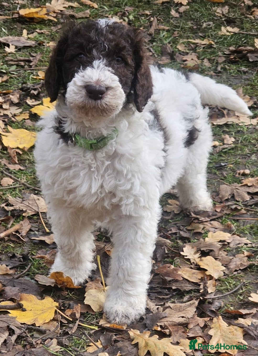 Labradoodle dogs for stud: PROVEN Healthy Labradoodle STUD - Hypoallergenic  - Advert 28