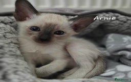 Oriental cats for sale: Beautiful GCCF registered Oriental kittens - Image 14