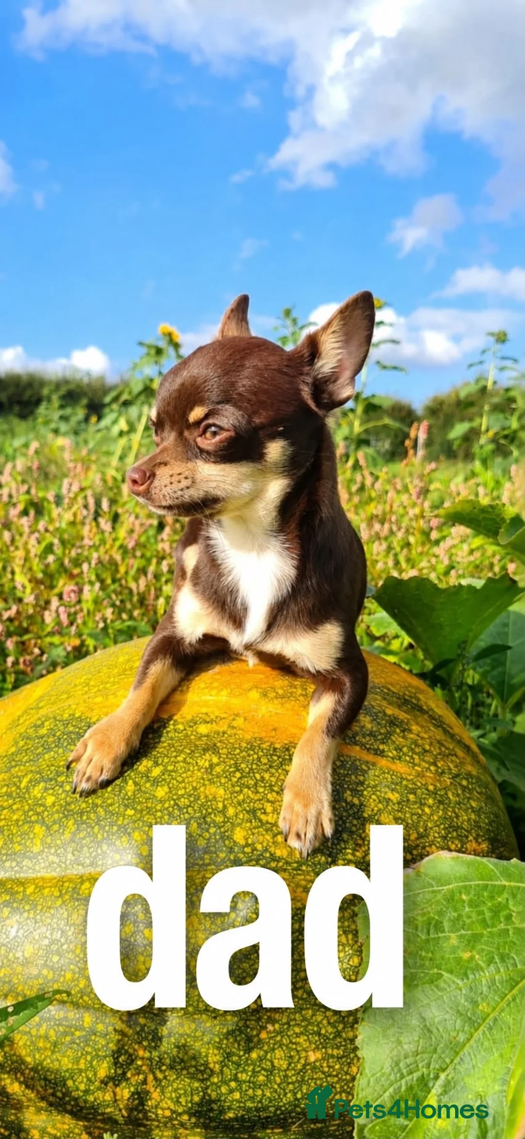 Chihuahua dogs for sale: CHIHUAHUA PUPPIES in Preston - Advert 2