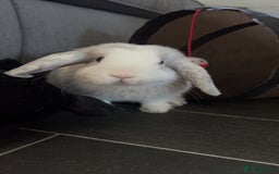 Mini Lop rabbits for sale: Mini lop bunny - Image 3