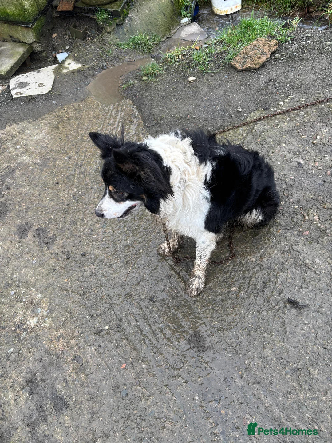 Mixed Breed dogs for sale: 4 year old collie  in Montgomery - Advert 1