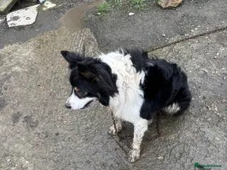 Mixed Breed dogs 4 year old collie - Advert 1