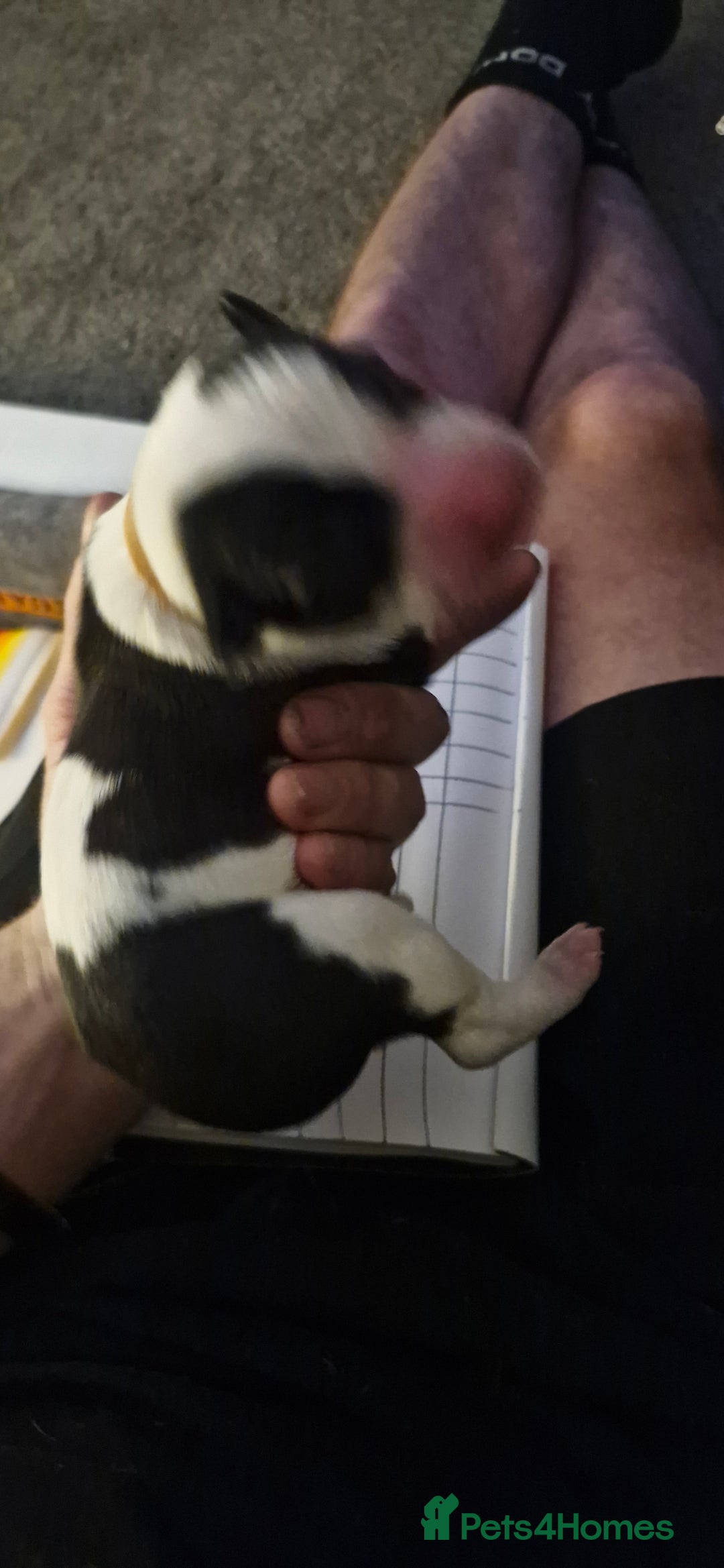 Mixed Breed dogs for sale: Bull grehound x collie (bull lurchers) - Advert 7