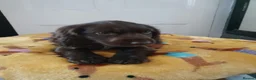 Sprocker dogs for sale: Sprocker pups for sale  - Advert 6