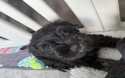 Miniature Schnauzer dogs for sale: health tested parents  - Image 13
