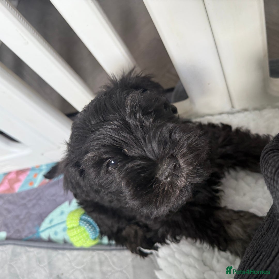Miniature Schnauzer dogs for sale: health tested parents  - Image 13