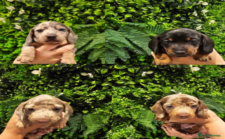 Miniature Dachshund dogs - Advert 14