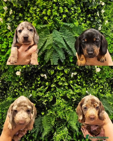 Miniature Dachshund dogs - Advert 4