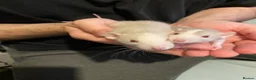 Rat rodents for sale: Dumbo Siamese Baby Rats Looking for Loving Homes  - Advert 1