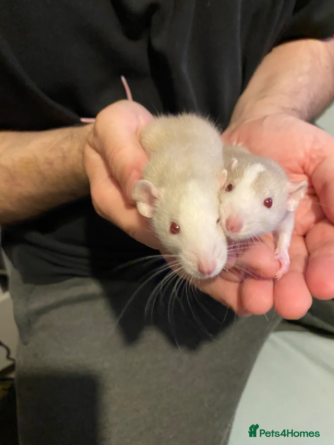 Rat rodents for sale: Dumbo Siamese Baby Rats Looking for Loving Homes  - Advert 1