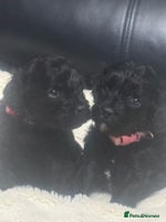 Cavapoo dogs - Advert 1
