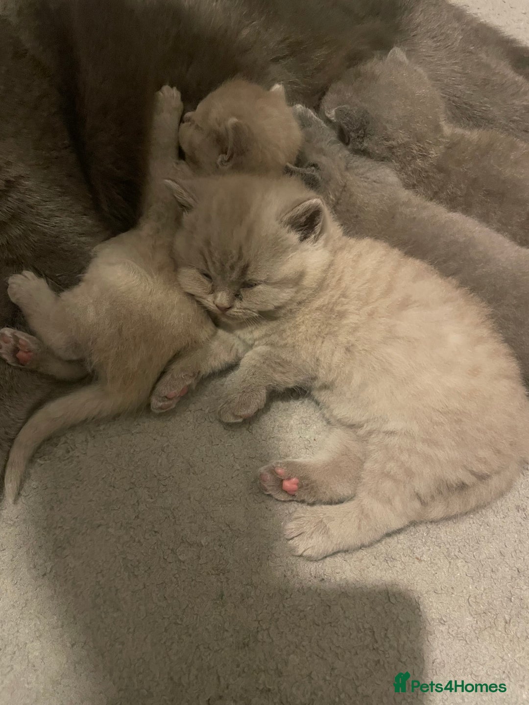 British Shorthair cats for sale:  Pedigree British shorthair kitten - Advert 13