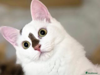 Munchkin cats 1 boy left purebred long legs Munchkin - Advert 14