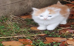 Mixed Breed cats for sale: Various Coloured Kittens - Advert 2