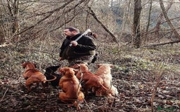 Hungarian Vizsla dogs for sale: Gamekeeper bred KC registered Crufts progeny - Image 15