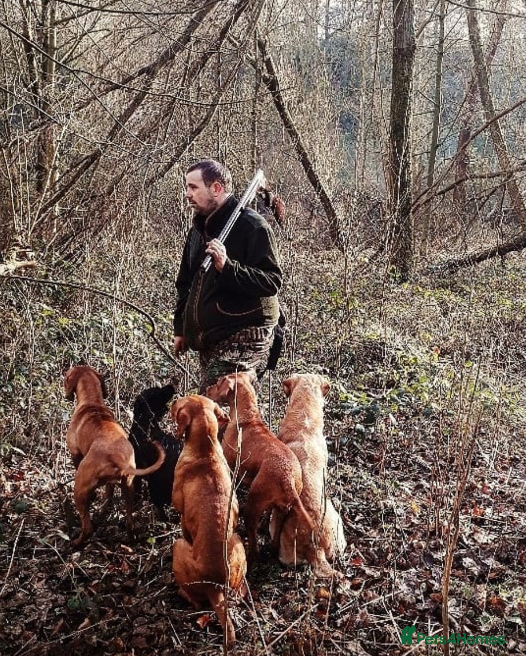 Hungarian Vizsla dogs for sale: Gamekeeper bred KC registered Crufts progeny - Image 15