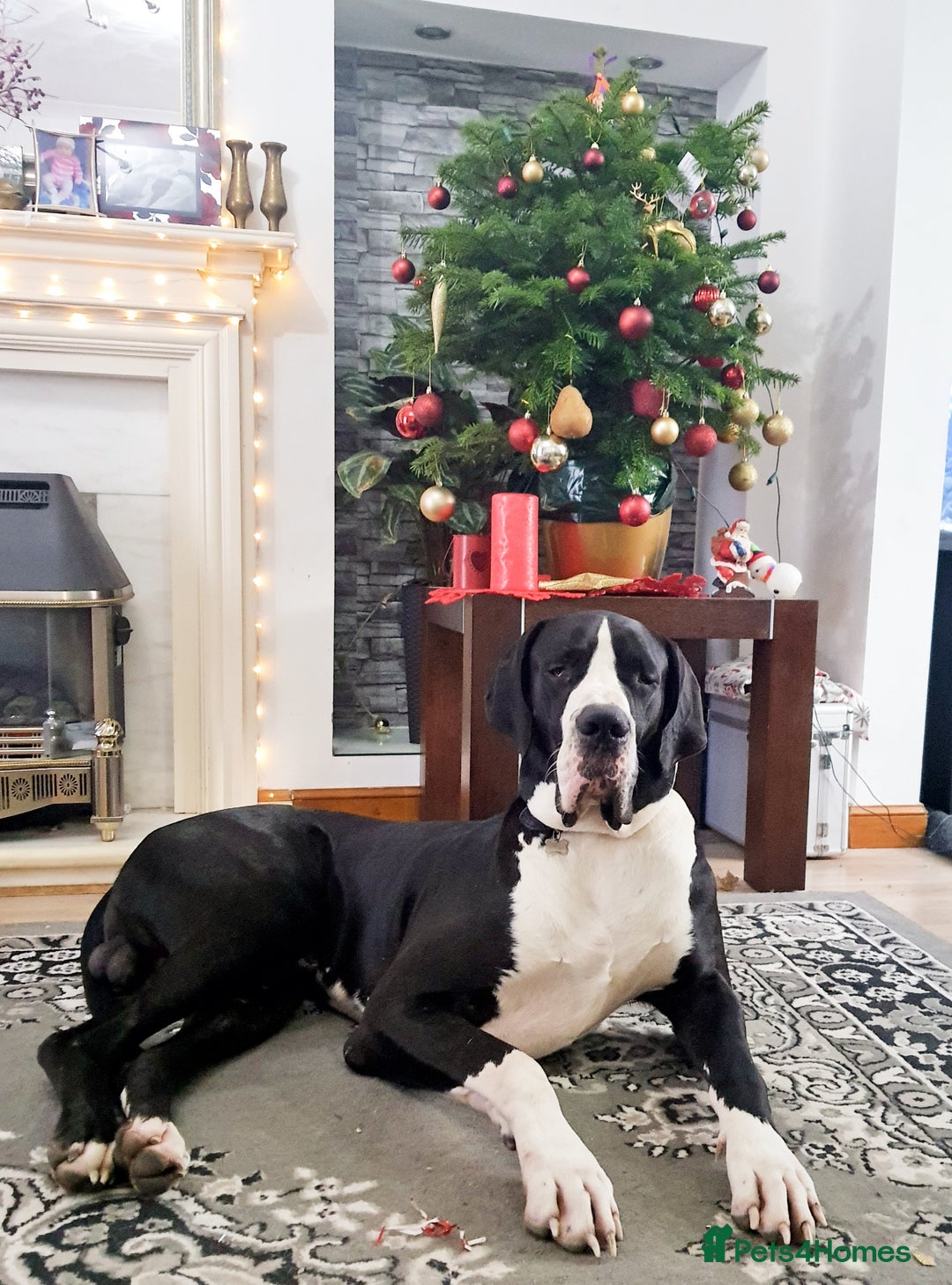 Great Dane dogs for stud: OPEN FOR STUD Stunning Apollo in Bathgate - Image 10