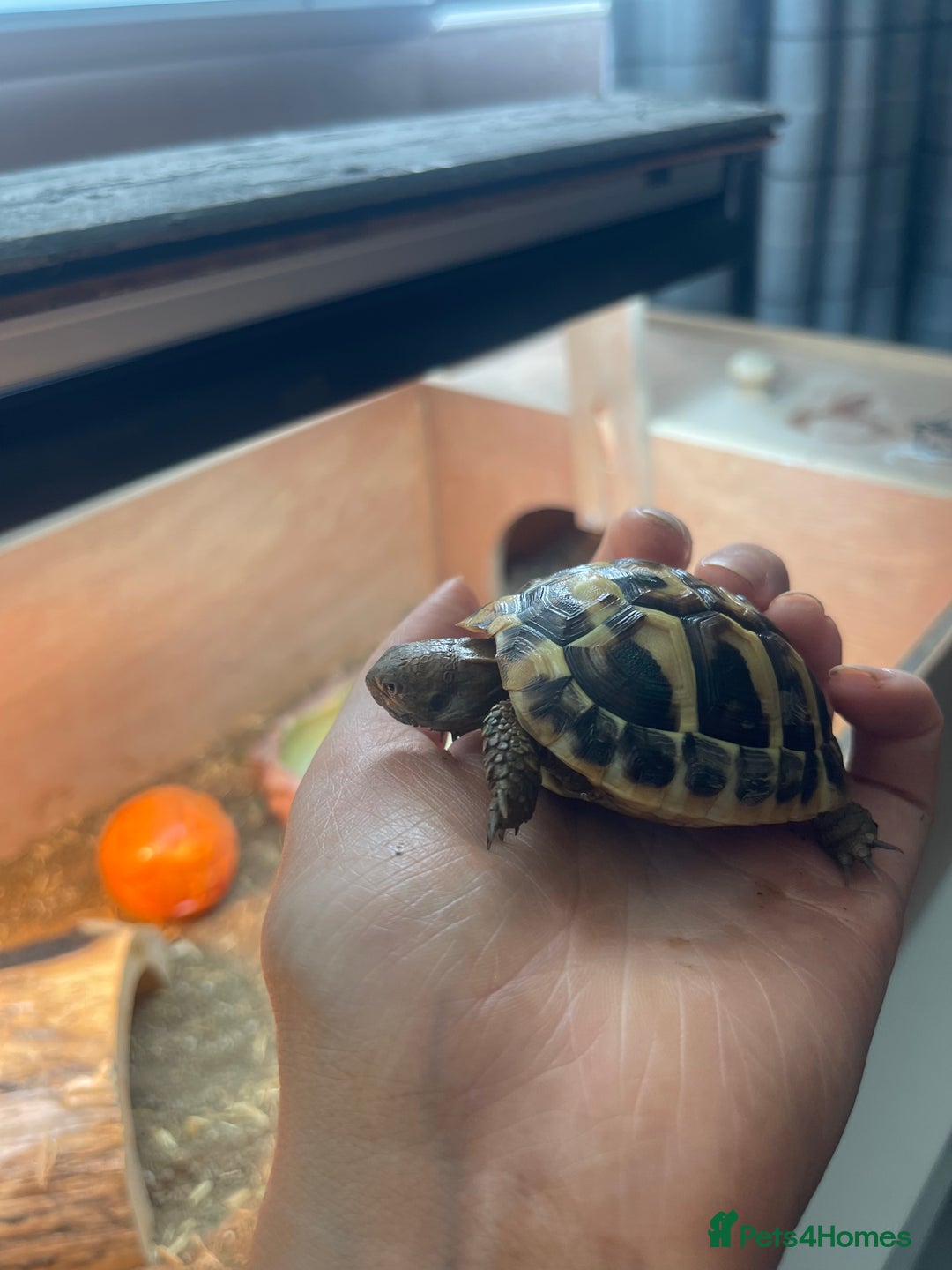 Hermann Tortoise reptiles for sale: Hermann Tortoise  - Image 6